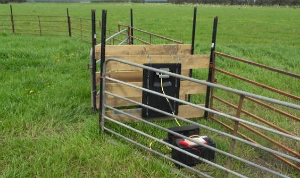 Example of a single file walkway built from steel posts and timber rails that frame a narrow gap in a paddock fence. The panel reader is attached to the outside of the wooden rails and the wires protected from sheep by another metal fence.