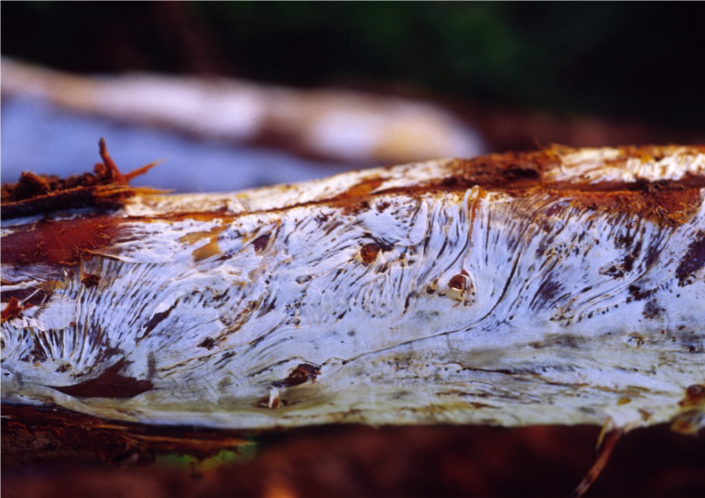 Branch with white fungal growth underneath the bark