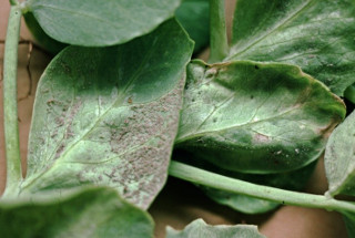 Lower leaf surface of field pea covered by masses of mouse-grey spores of the downy mildew fungus