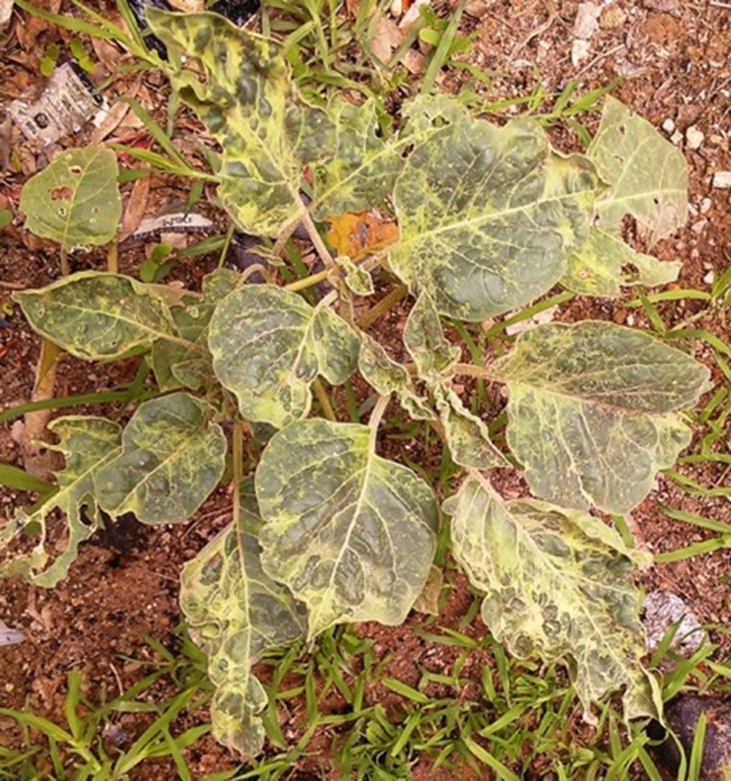 Datura inoxia plant infected by CDV, showing mosaic symptoms on leaves