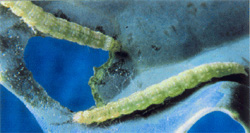 Caterpillars of diamondback moth at the final growth stage