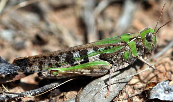 Adult plague locust with bright green marking on head and upper body and white scaled body with distinctive black markings. 