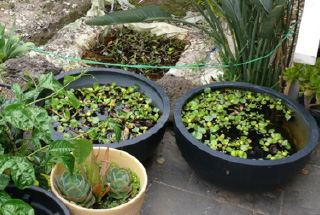 Tubs of floating water hyacinth plants