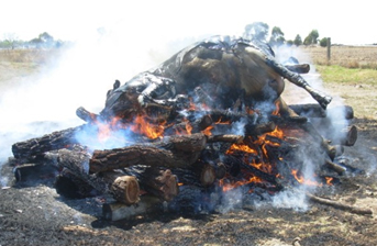 Cattle carcass burning on a pyre