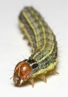 A close-up photo of a fall armyworm.