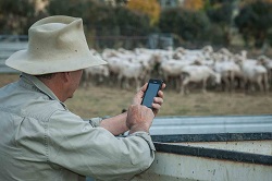 A farmer uses the ASKBILL app on his phone