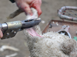 Using a gas knife to dock a lamb's tail at the caudal fold
