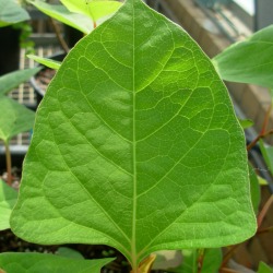 Japanese knotweed leaf with a flat base like the step of a shovel