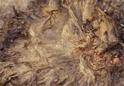 Matted fleece on a sheep caused by continual wetting