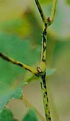 Green stem with black marks