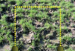 Grass plus bare area of paddock with 1m yellow dotted square