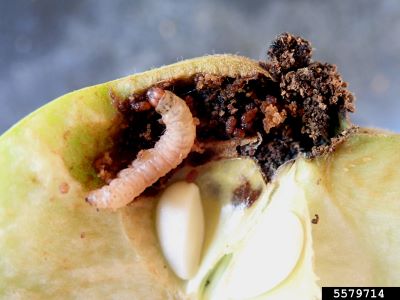 Codling moth larva inside apple