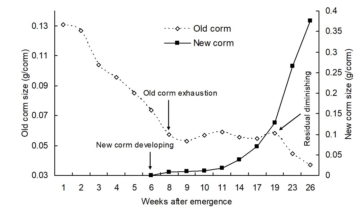 A graph showing the mean dry weight of old and new corms after emergence of onion grass plants. Window of opportunity for most effective control with selective herbicide of onion grass is when the old corm is exhausted and when the new corm start to develop. This occurs between week six and eight after emergence. More information given below image.