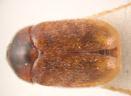 Close up of Khapra beetle adult from above as described in previous text