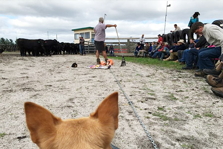 Farm dog watching demonstration at field day