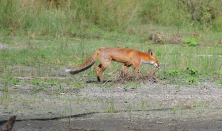 Red fox | Priority pest animals | Pest animals | Biosecurity | Agriculture  Victoria