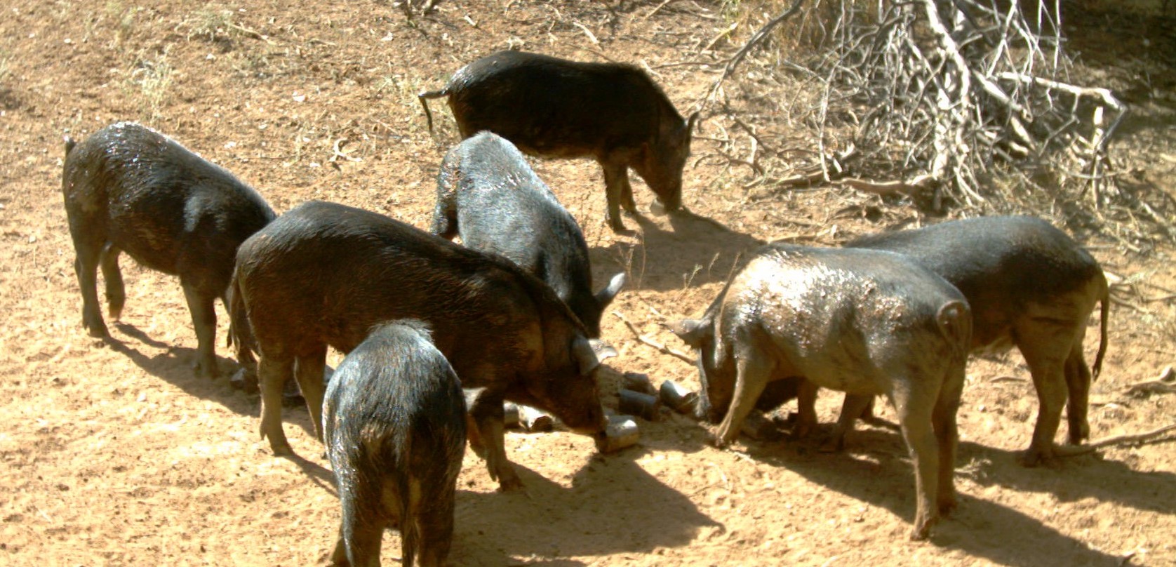 Seven pigs eating meat baits from ground