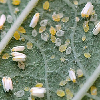 Soft scale insects, oval but slightly pointed towards the tail