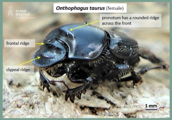 Onthophagus taurus (female) without horns. Arrows point to pronotum has a rounded ridge across the front, clypeal ridge on head and frontal ridge on head. The Dungbeetle Ecosystem Engineers logo is in the top left corner. 