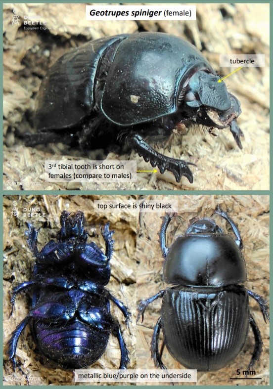 Three photos of large female Geotrupes spiniger dung beetles with metalic blue underside. Arrows points to: tubercle and 3rd tibial tooth short on females (compare to males). Top surface is shiny black and metallic blue underside. Scale shows 5 mm.