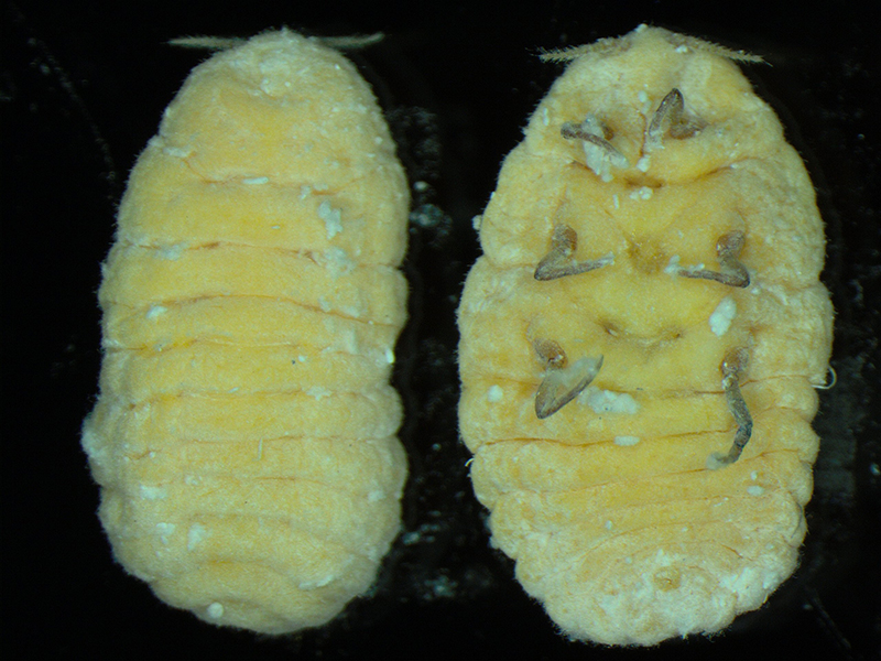 Photo of an adult giant pine scale taken under a microscope showing the dorsal (top) view and underside of the insect.