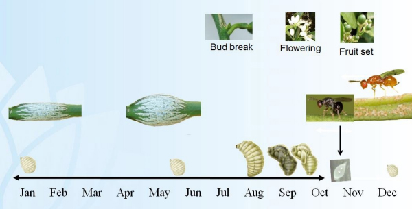Illustration of citrus gall wasp life cycle with drawings of different life stages and stages of citrus plant growth.