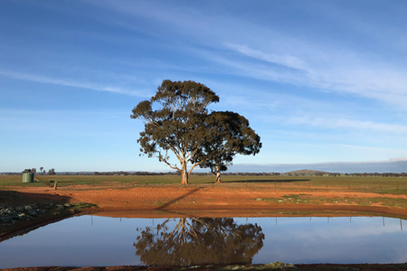 A water reflection of a tree in the field