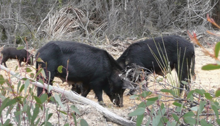 Feral pigs rooting to find food. 