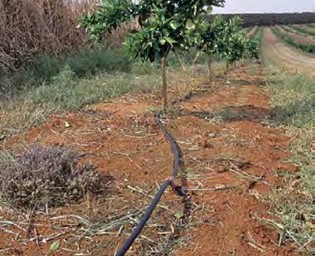 An image of a single drip line can provide adequate water for young citrus trees. 