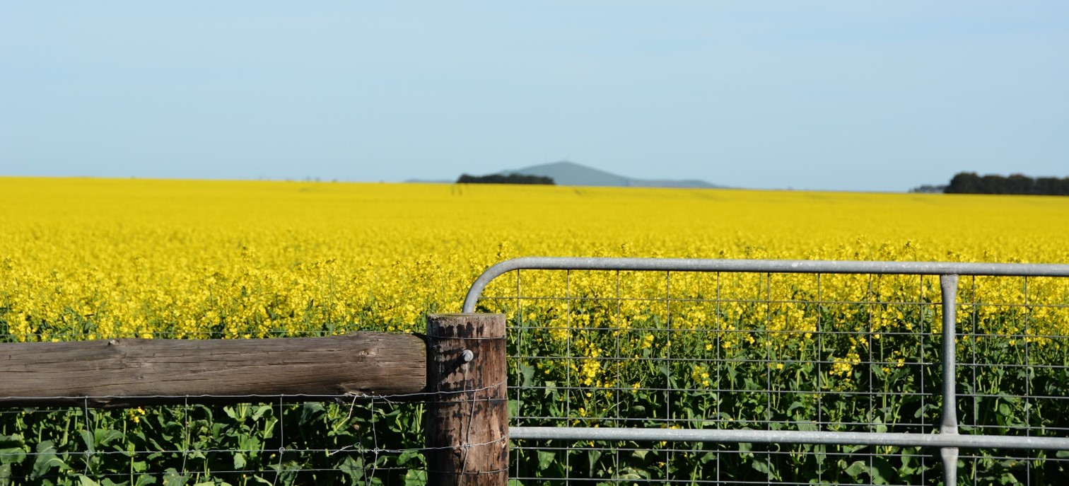 Image of canola crop at flowering.