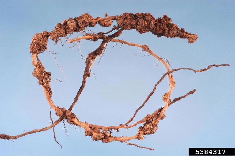 Image showing close up guava root knot nematode
