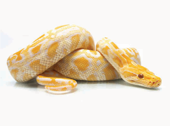 A close up image of a yellow Burmese Python with a red eyes.