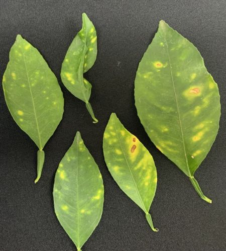 Citrus leaves infected with Xylella fastidiosa, they are partly brown.