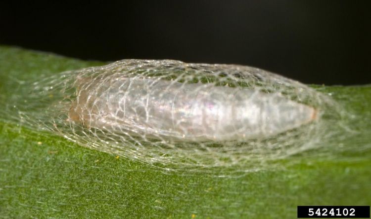 Diamondback moth pupa inside mesh-like cocoon