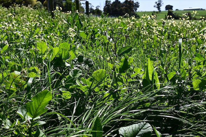 A Pasture 365 experimental plot at Ellinbank SmartFarm.