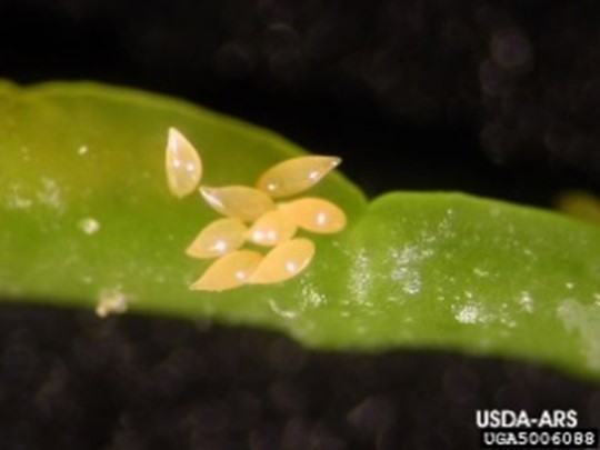 A cluster of 7 Asian citrus psyllid eggs on a leaf.