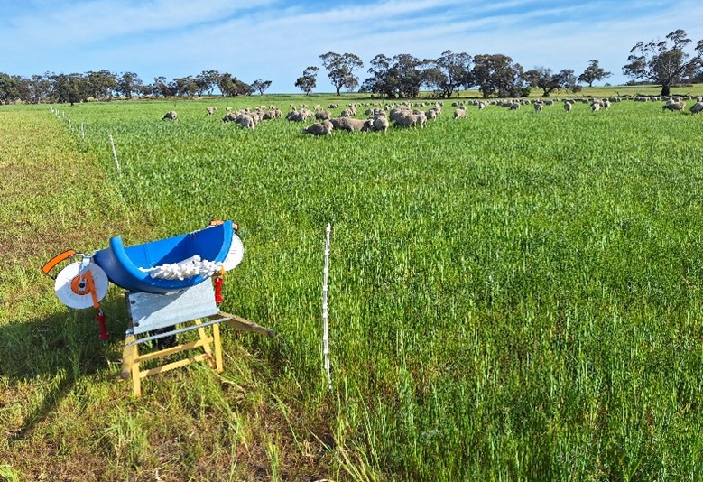 Field with sheep in the distance and temporary fencing and a mobile water supply in the foreground.