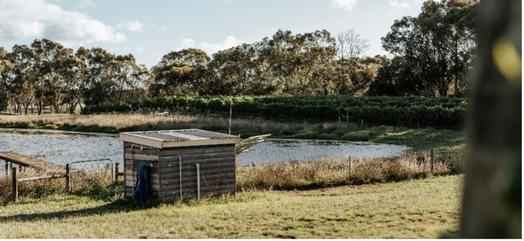 Fenced dam with solar panels to reduce grid electricity consumption for pumps