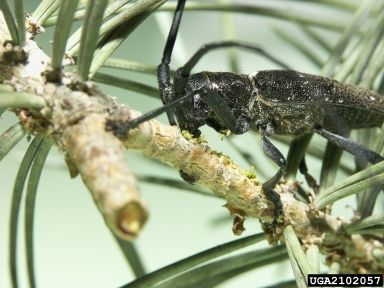 Black sawyer with white spots on a branch of a plant.