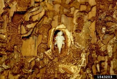 Red-brown bark cut away around white pupa.