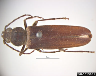 Figure 3: Burnt pine longicorn beetle. Burnt pine longicorn, a brown beetle with a long body, viewed from above.