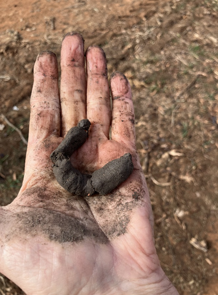 Clay bent into a semicircle in the palm of a hand.