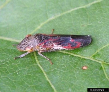 Adult glassy-winged sharpshooter on leaf