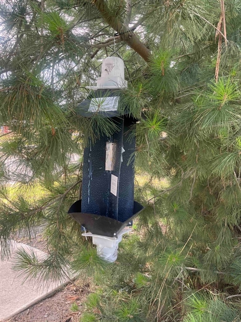 A cross-vane panel trap hangs in a tree