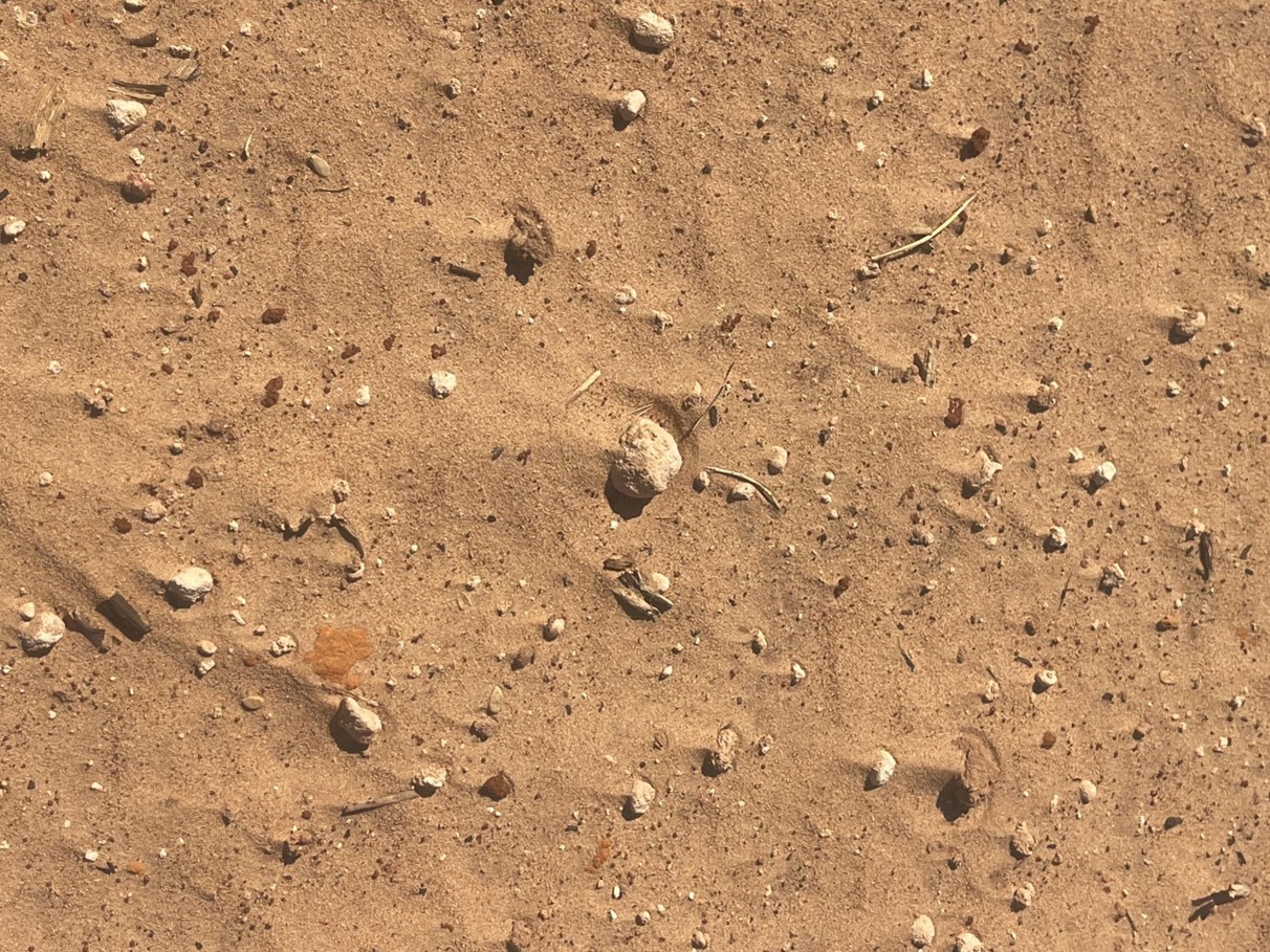 A close up of drifted sand with clumps of limestone against which the sand is raised slightly. These are signs of erosion called wind sheeting and hummocking.