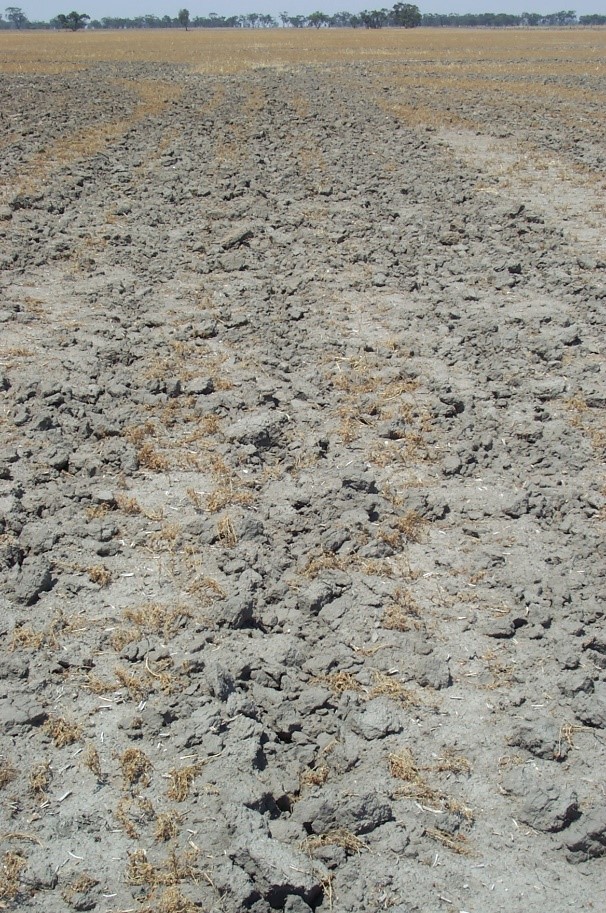 A paddock with one metre rip lines showing large clay clods.