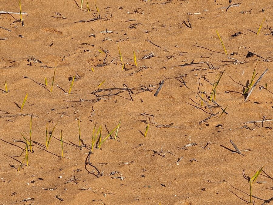 Sandblasted cereal crop. Photo: J Leys A germinating cereal crop in sand with poor establishment due to sandblasting.