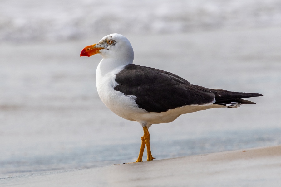 Pacific gull standing on a sandy beach near the water's edge.