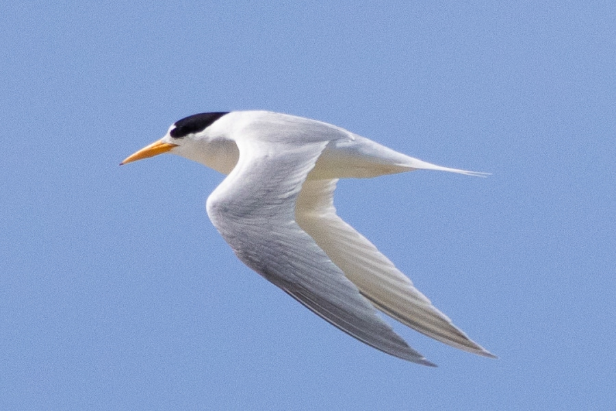 Fairy tern in flight against a blue sky with wings outstretched.