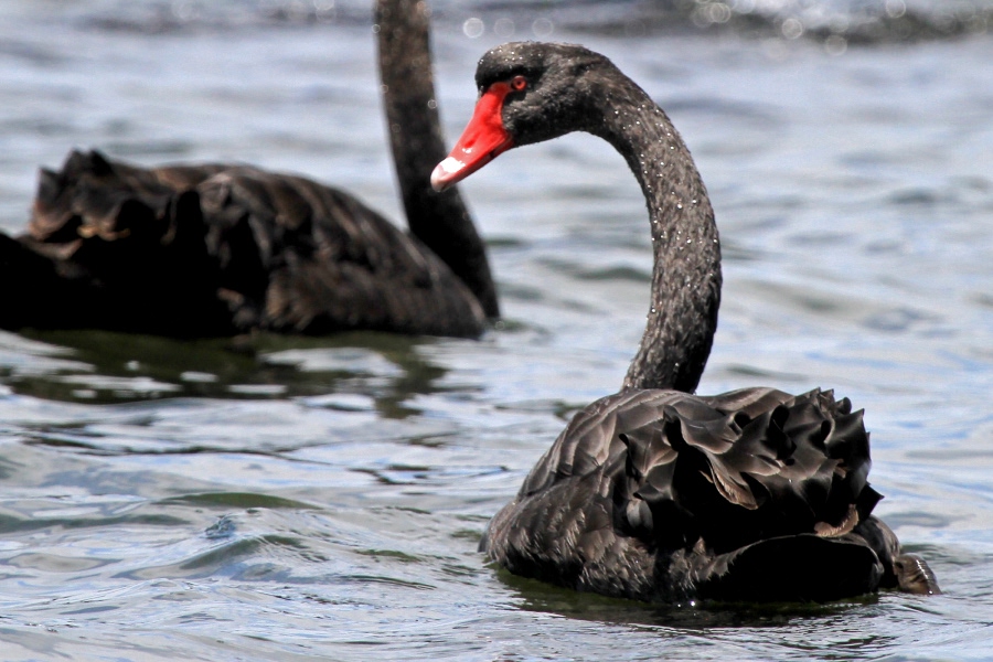 Black swan swimming on the water, with another black swan in the background.